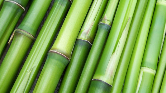 Close-up of bamboo stalks, highlighting the natural green texture, used for sustainable fabric like Bamboo Lyocell.