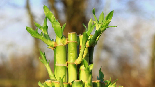 Bamboo plant symbolizing sustainability behind bamboo underwear fertility benefits for men trying to conceive.
