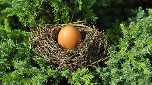 Brown egg resting in a bird’s nest surrounded by green foliage, symbolizing fertility, nature, and reproductive health.