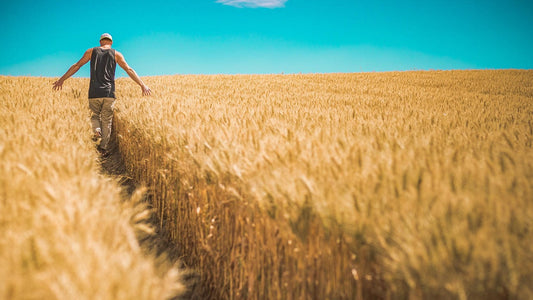 Back view of man in wheat field under bright blue sky, evoking freedom, eco-conscious living, and male fertility lifestyle.