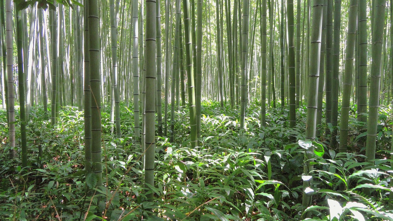 Bamboo Underwear for Men: Cooler, Cleaner, and Fertility-Friendly