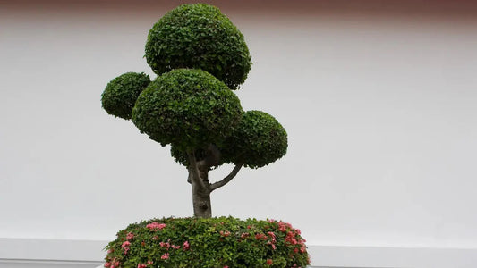Bonsai tree symbolizing natural, safe underwear for sensitive skin made with eco-friendly fabrics.