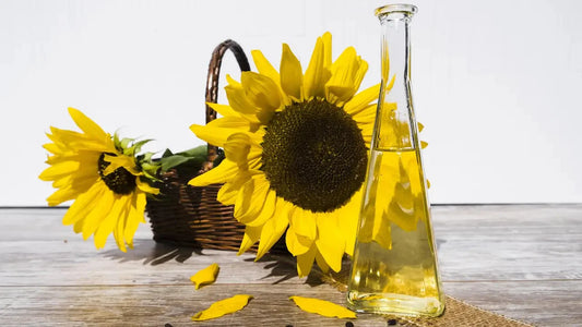 Sunflower oil representing seed oils linked to testosterone and fertility debates.