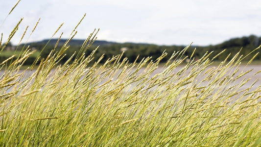 Cool breeze blowing through tall grass near a riverbank on a sunny day, symbolizing breathability and natural airflow.