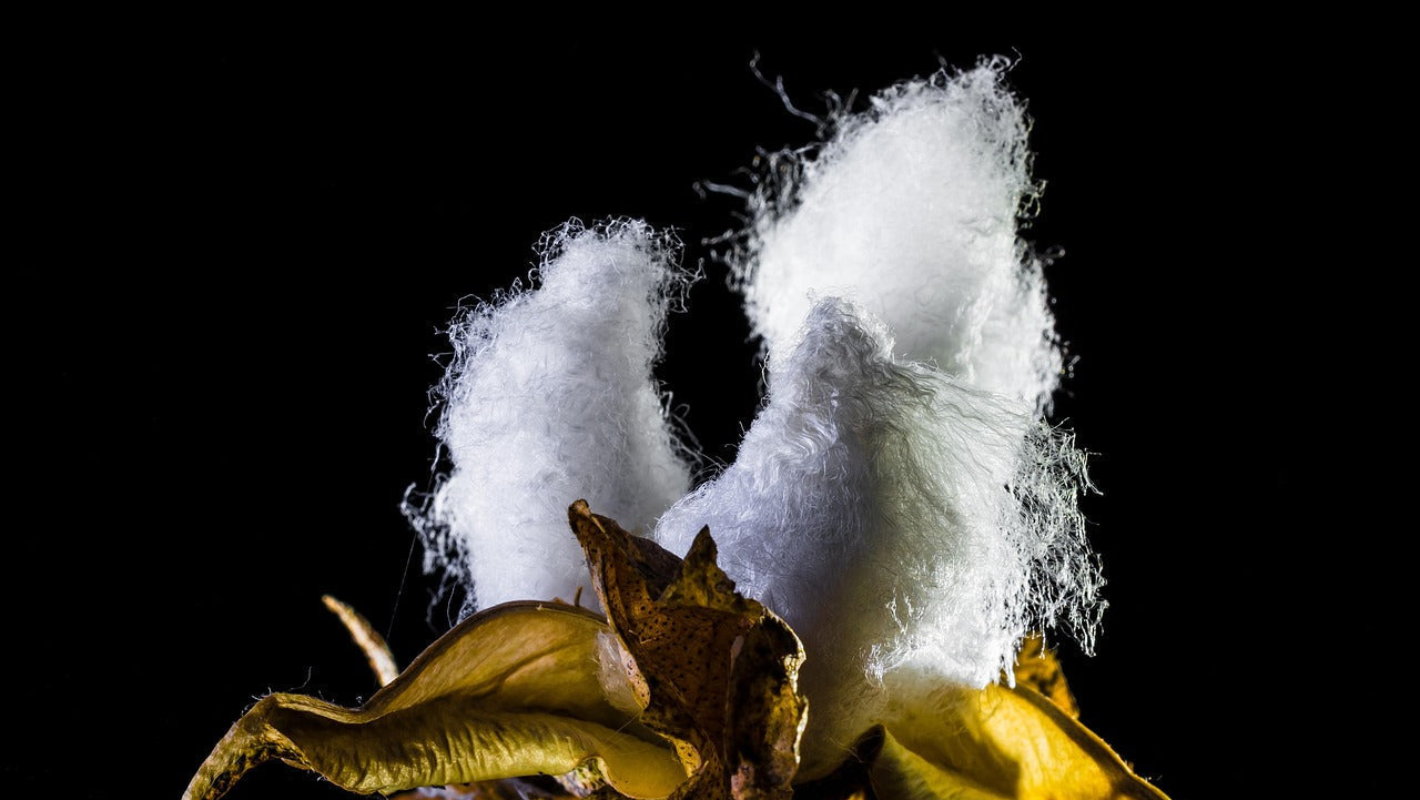 Men’s Cotton Underwear: Why It Might Not Be as Fertility-Friendly as You Think