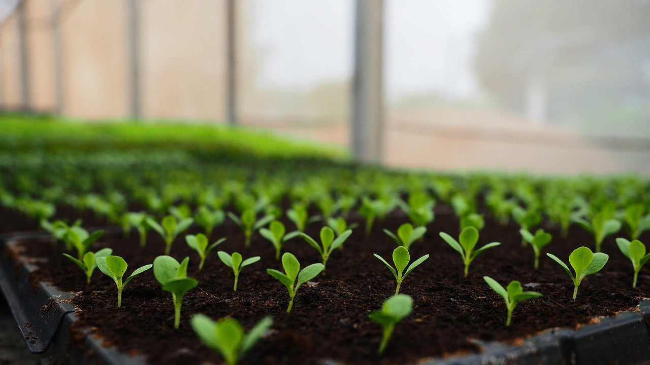 How to Reduce Toxins for Fertility: The Essential Guide