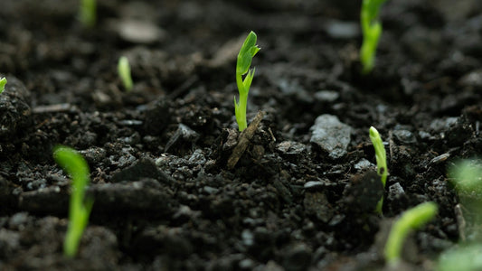 Green sprouts emerging from rich soil, symbolizing natural growth, fertility, and sustainable beginnings.